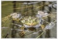 grenouille 1